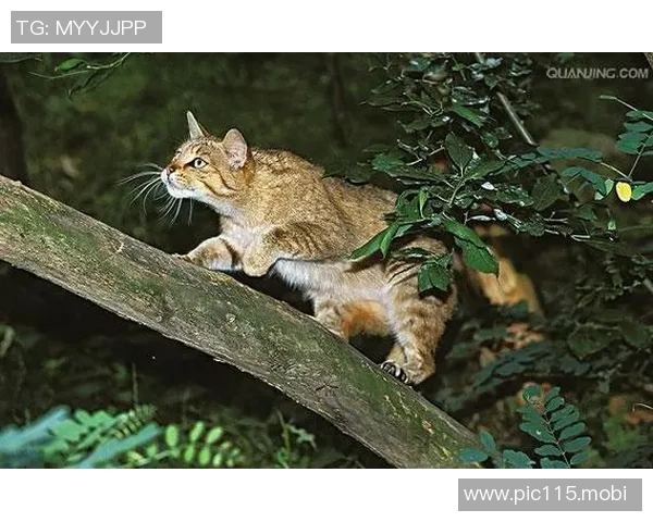 野猫vs子弹前瞻:杜克复出助阵野猫,11连败子弹难爆冷